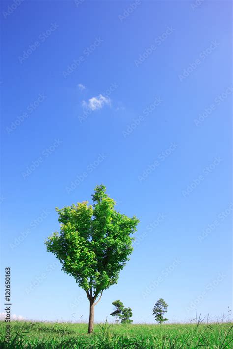 相片樹|4,602,613 樹木 Stock Photos, High